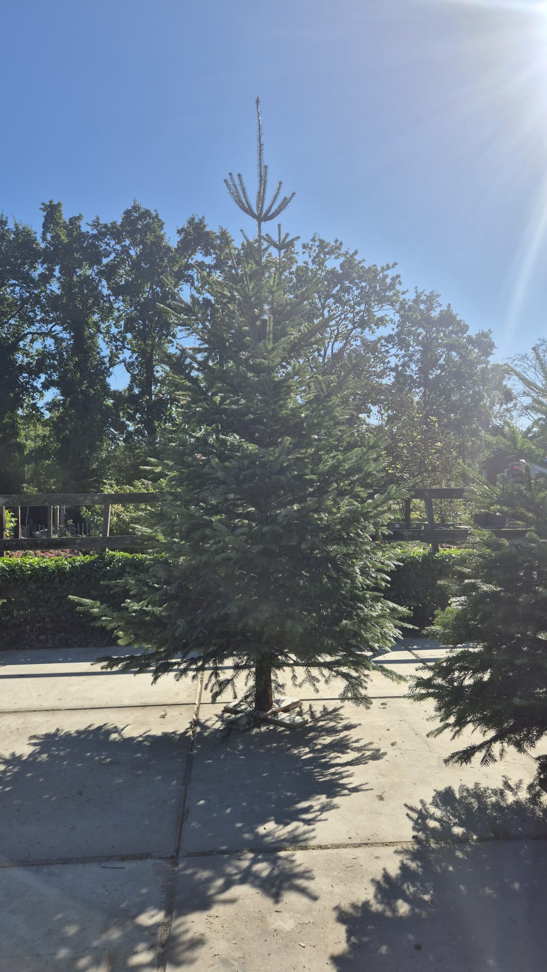 Nordmann kerstboom 400+ cm — 400+ cm