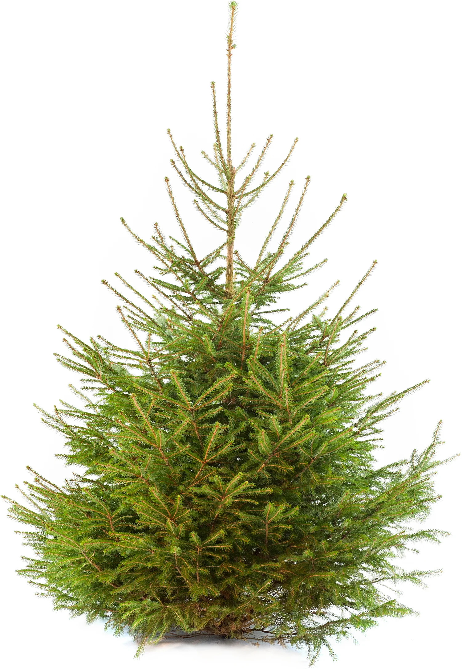 Traditionele fijnspar 200-250 cm — 200-250 cm