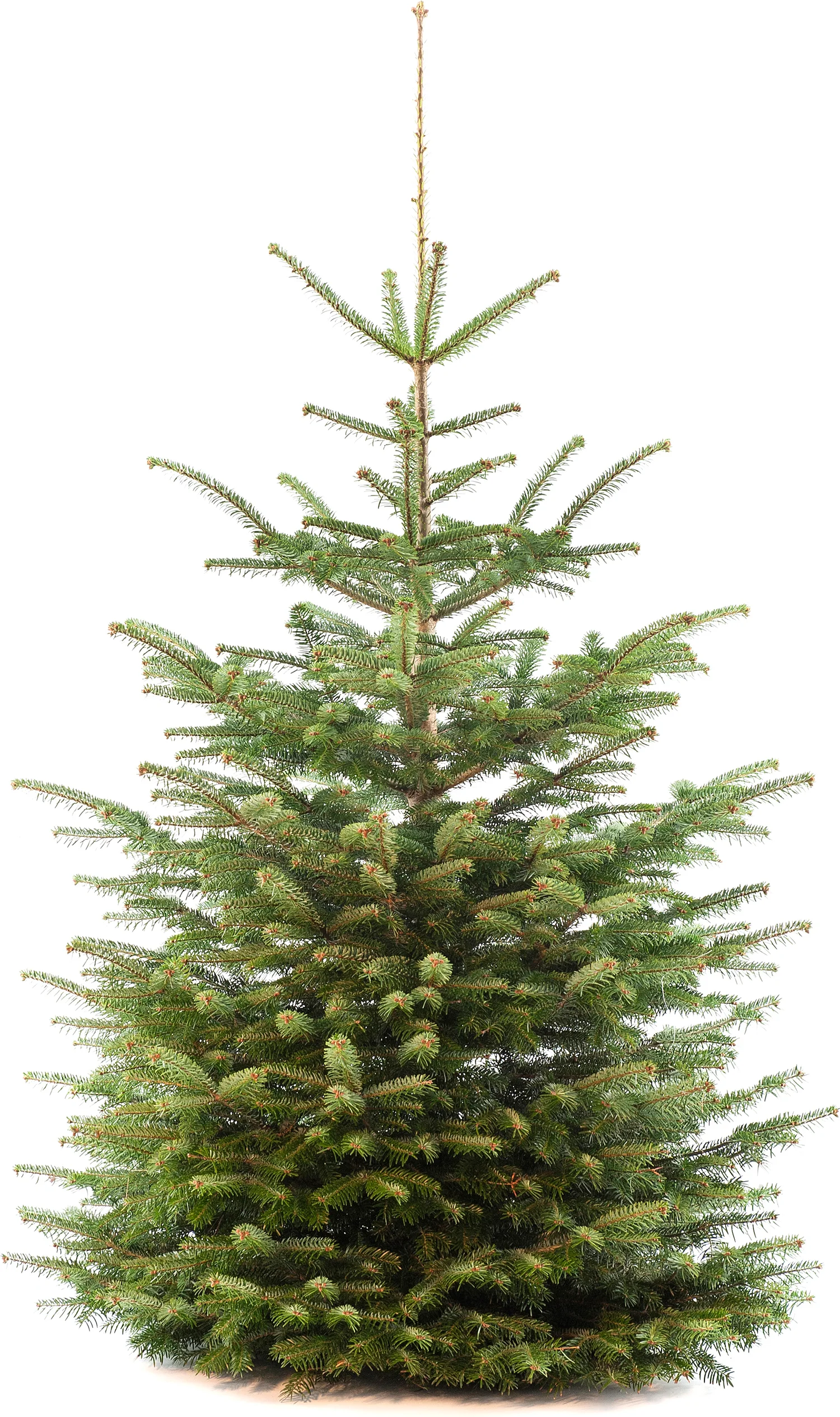 Voordelige Nordmann 125-175 cm — 125-175 cm