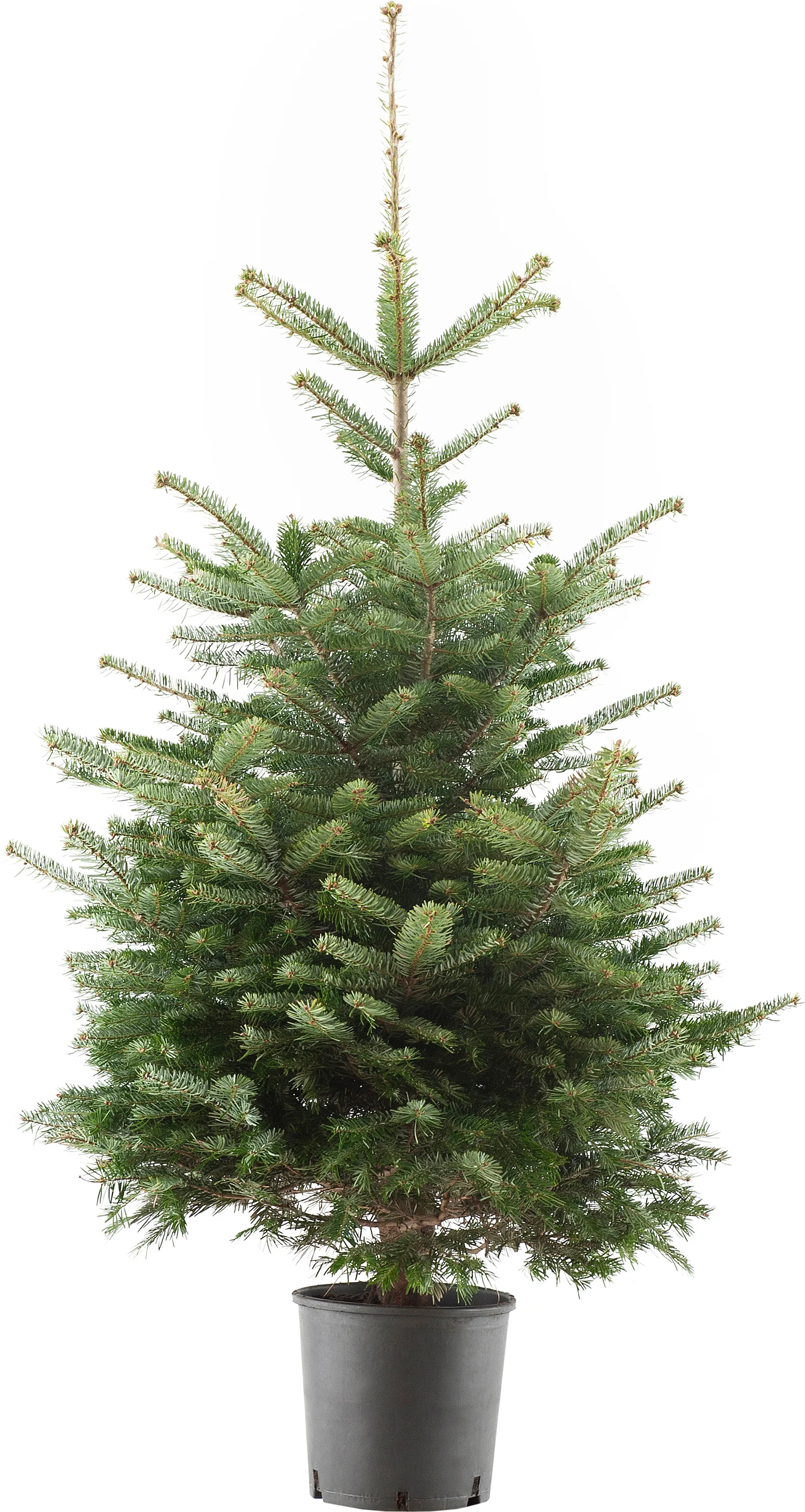 Nordmann in pot 80-100 cm — 80-100 cm