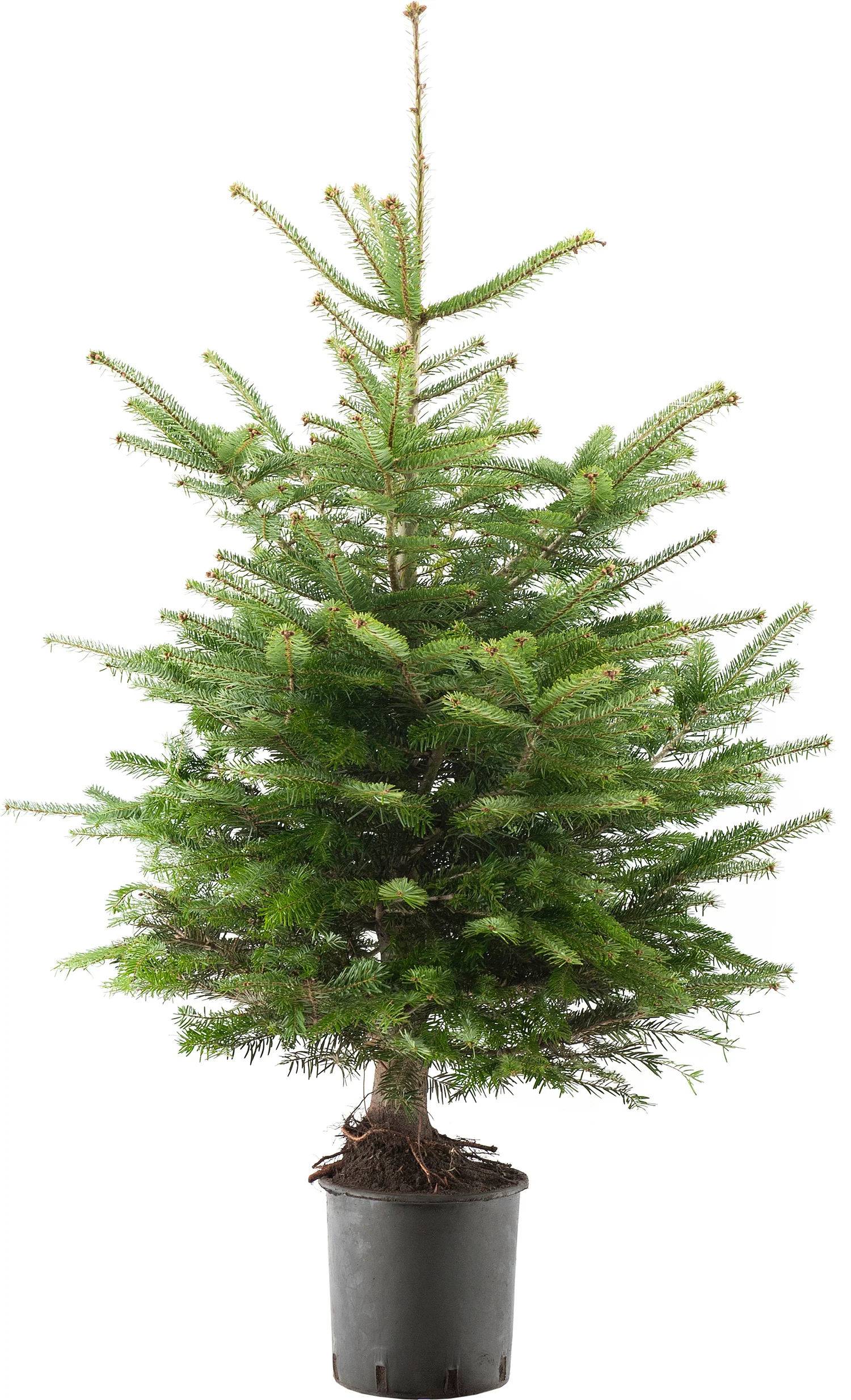 Nordmann in pot 100-125 cm — 100-125 cm