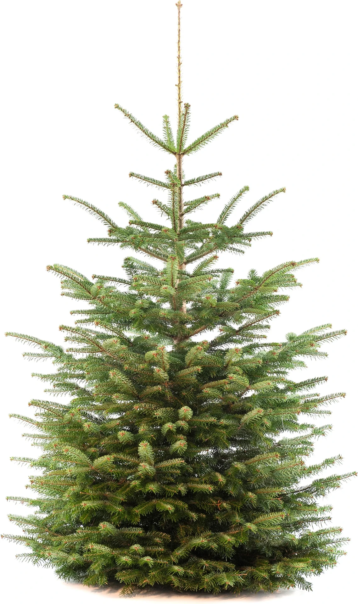 Nordmann kerstboom 100-150 cm — 100-150 cm