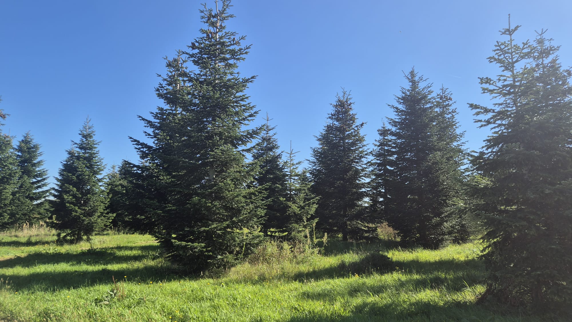 Grote kerstboom in een kantoorruimte in Rotterdam